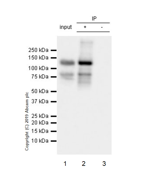 Immunoprecipitation - Anti-Rad21 antibody [EPR22506-15] - ChIP Grade (AB217678), expandable thumbnail