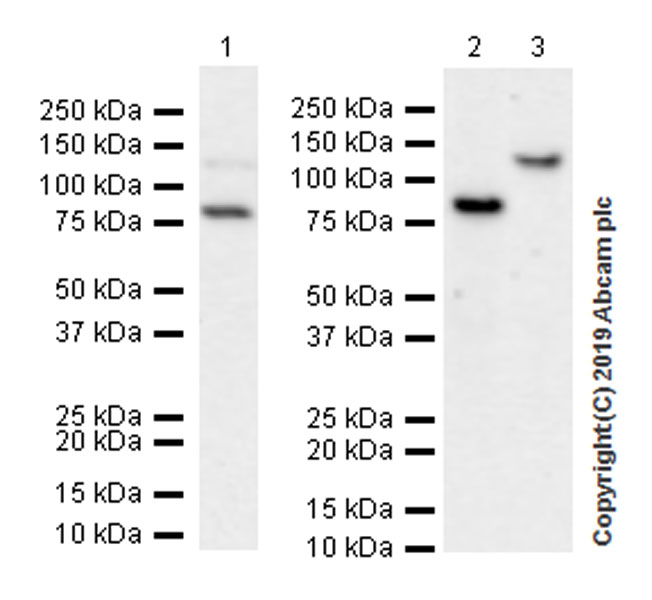 Western blot - Anti-Rad21 antibody [EPR22506-15] - ChIP Grade (AB217678), expandable thumbnail