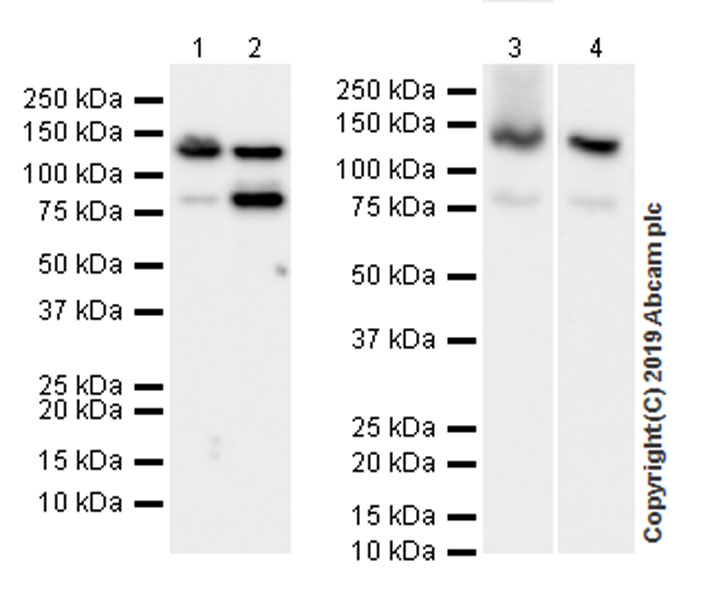 Western blot - Anti-Rad21 antibody [EPR22506-15] - ChIP Grade (AB217678), expandable thumbnail