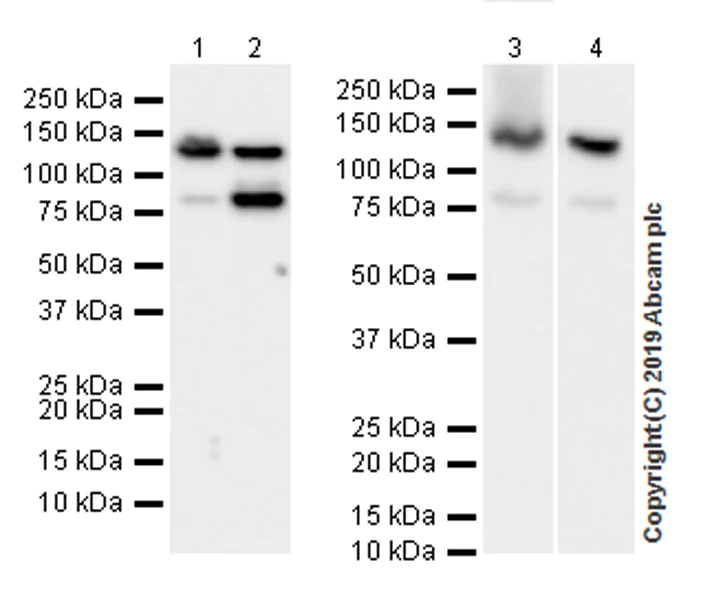 Western blot - Anti-Rad21 antibody [EPR22506-15] - ChIP Grade (AB217678)