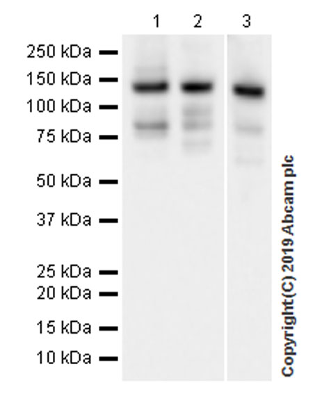 Western blot - Anti-Rad21 antibody [EPR22506-15] - ChIP Grade (AB217678), expandable thumbnail