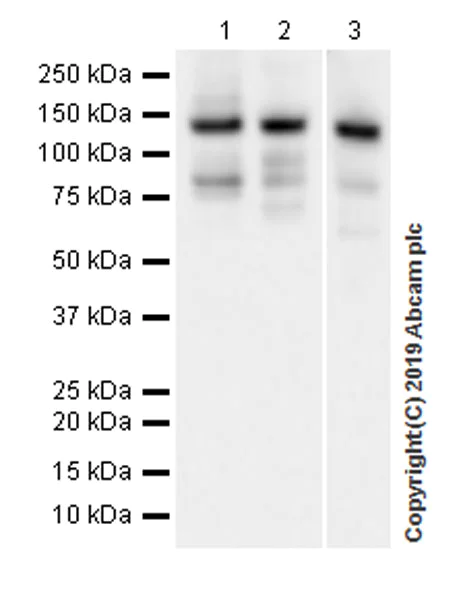 Western blot - Anti-Rad21 antibody [EPR22506-15] - ChIP Grade (AB217678)