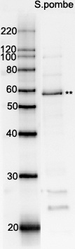 Western blot - Anti-Rad22 antibody (AB63800)