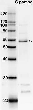Western blot - Anti-Rad22 antibody (AB63800)