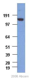 Western blot - Anti-Rad50 antibody [13B3/2C6] (AB89)