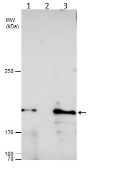 Immunoprecipitation - Anti-Rad50 antibody (AB228886), expandable thumbnail