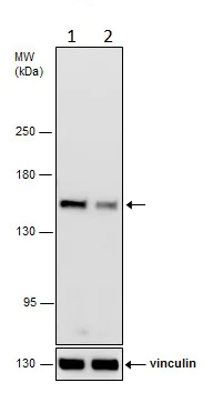 Western blot - Anti-Rad50 antibody (AB228886)