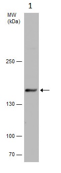 Western blot - Anti-Rad50 antibody (AB228886), expandable thumbnail