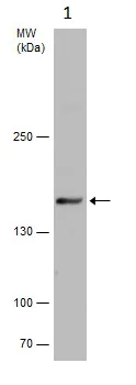 Western blot - Anti-Rad50 antibody (AB228886)