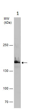 Western blot - Anti-Rad50 antibody (AB228886), expandable thumbnail