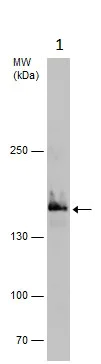 Western blot - Anti-Rad50 antibody (AB228886)
