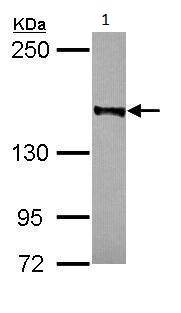 Western blot - Anti-Rad50 antibody (AB228886), expandable thumbnail