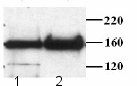 Immunoprecipitation - Anti-Rad50 antibody (AB3622), expandable thumbnail