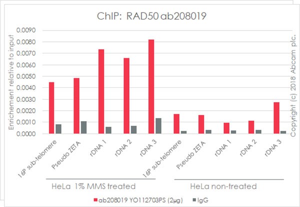 ChIP - Anti-Rad50 antibody [EPR20968] - BSA and Azide free (AB236460), expandable thumbnail