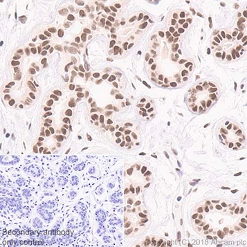 Immunohistochemistry (Formalin/PFA-fixed paraffin-embedded sections) - Anti-Rad50 antibody [EPR20968] - BSA and Azide free (AB236460), expandable thumbnail