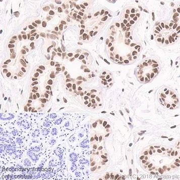 Immunohistochemistry (Formalin/PFA-fixed paraffin-embedded sections) - Anti-Rad50 antibody [EPR20968] - BSA and Azide free (AB236460)