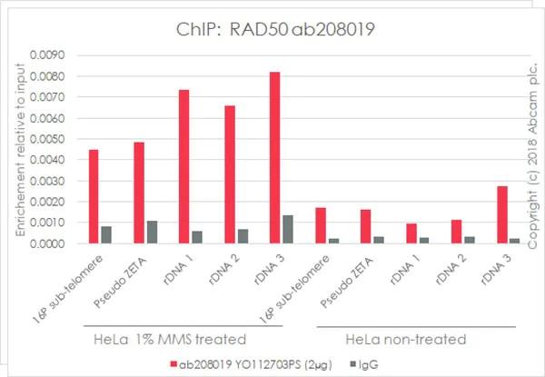 ChIP - Anti-Rad50 antibody [EPR20968] - ChIP Grade (AB208019)
