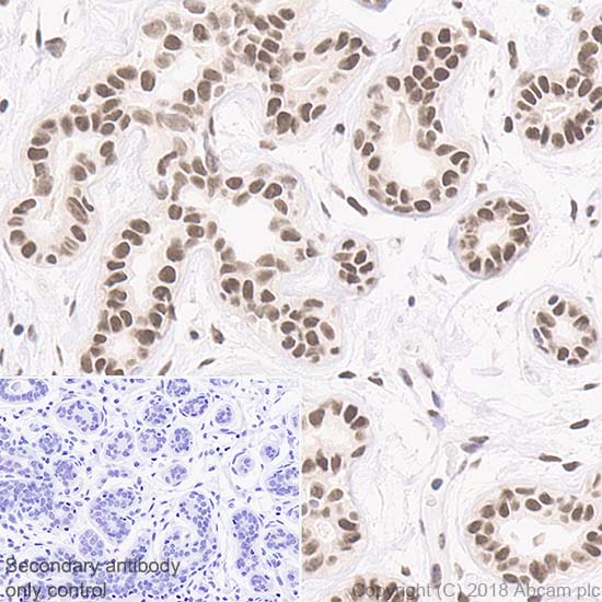 Immunohistochemistry (Formalin/PFA-fixed paraffin-embedded sections) - Anti-Rad50 antibody [EPR20968] - ChIP Grade (AB208019), expandable thumbnail