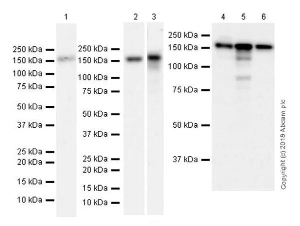 Western blot - Anti-Rad50 antibody [EPR20968] - ChIP Grade (AB208019)