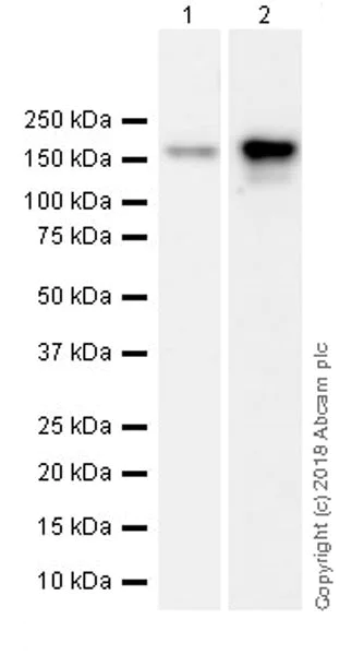 Western blot - Anti-Rad50 antibody [EPR20968] - ChIP Grade (AB208019)