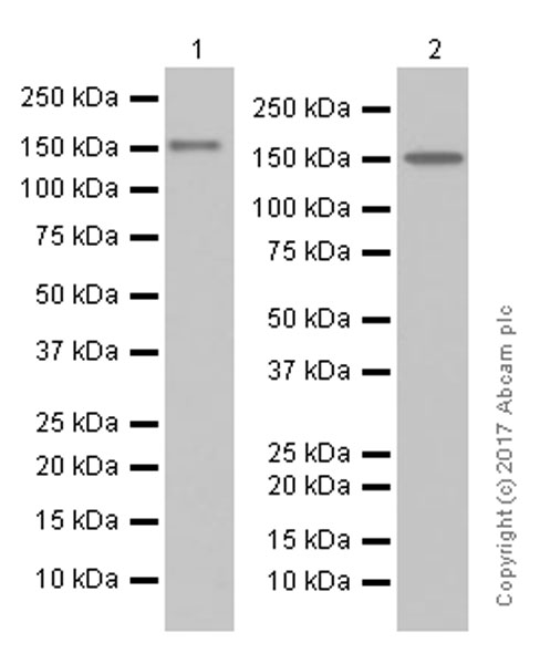 Western blot - Anti-Rad50 antibody [EPR3466(2)] (AB124682), expandable thumbnail