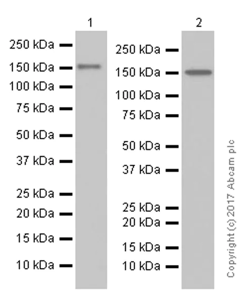 Western blot - Anti-Rad50 antibody [EPR3466(2)] (AB124682)