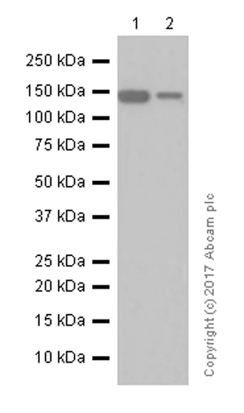 Western blot - Anti-Rad50 antibody [EPR3466(2)] - BSA and Azide free (AB239993)