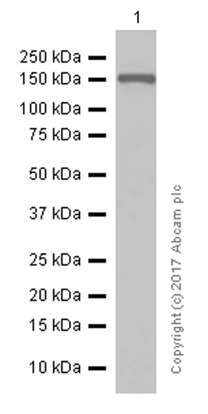 Western blot - Anti-Rad50 antibody [EPR3466(2)] - BSA and Azide free (AB239993)