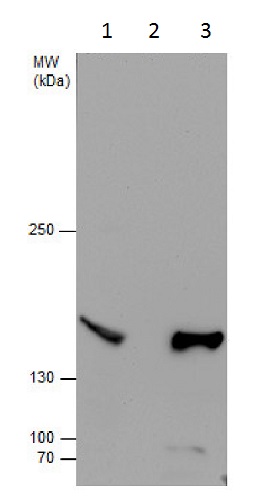 Immunoprecipitation - Anti-Rad50 antibody - N-terminal (AB228935), expandable thumbnail