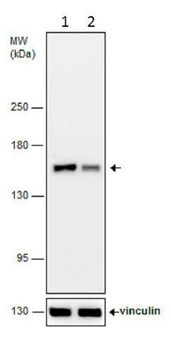 Western blot - Anti-Rad50 antibody - N-terminal (AB228935)