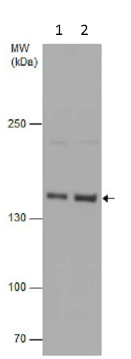 Western blot - Anti-Rad50 antibody - N-terminal (AB228935)