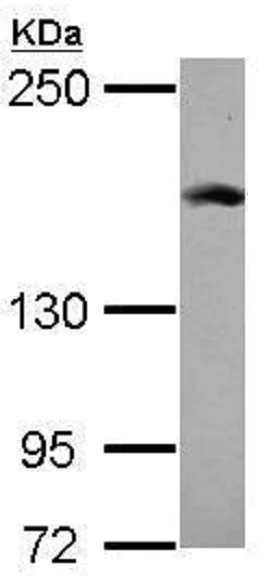 Western blot - Anti-Rad50 antibody - N-terminal (AB228935)