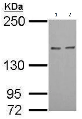 Western blot - Anti-Rad50 antibody - N-terminal (AB228935)