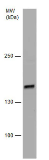 Western blot - Anti-Rad50 antibody - N-terminal (AB228935)