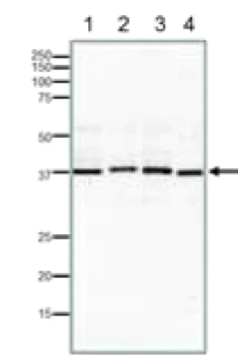 Western blot - Anti-Rad51 antibody (AB176458)