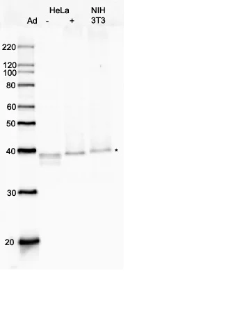 Western blot - Anti-Rad51 antibody (AB176458)