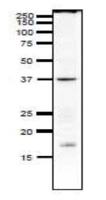 Western blot - Anti-Rad51 antibody (AB63801)