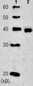 Western blot - Anti-Rad51 antibody (AB63801)