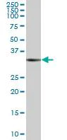 Western blot - Anti-Rad51 antibody - BSA and Azide free (AB88572)