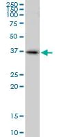 Western blot - Anti-Rad51 antibody - BSA and Azide free (AB88572)