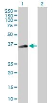 Western blot - Anti-Rad51 antibody - BSA and Azide free (AB88572)