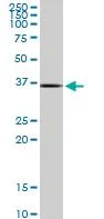 Western blot - Anti-Rad51 antibody - BSA and Azide free (AB88572)