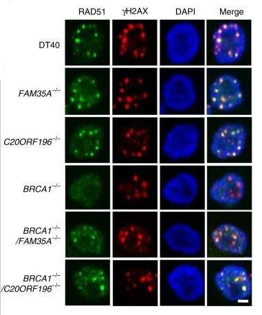 Immunocytochemistry/ Immunofluorescence - Anti-Rad51 antibody [EPR4030(3)] (AB133534), expandable thumbnail