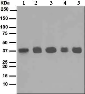 Western blot - Anti-Rad51 antibody [EPR4030(3)] (AB133534)