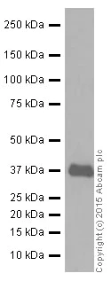 Western blot - Anti-Rad51 antibody [EPR4030(3)] (AB133534)