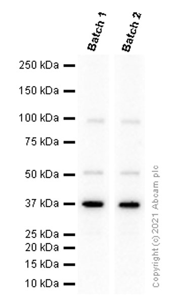 Western blot - Anti-Rad51 antibody [EPR4030(3)] (ab133534), expandable thumbnail