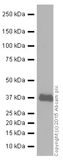 Western blot - Anti-Rad51 antibody [EPR4030(3)] - BSA and Azide free (AB221796)