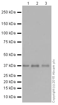 Western blot - Anti-Rad51 antibody [EPR4030(3)] - BSA and Azide free (AB221796)