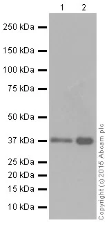 Western blot - Anti-Rad51 antibody [EPR4030(3)] - BSA and Azide free (AB221796)