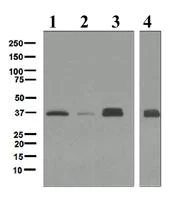Western blot - Anti-Rad51 antibody [EPR4031] (AB109107)